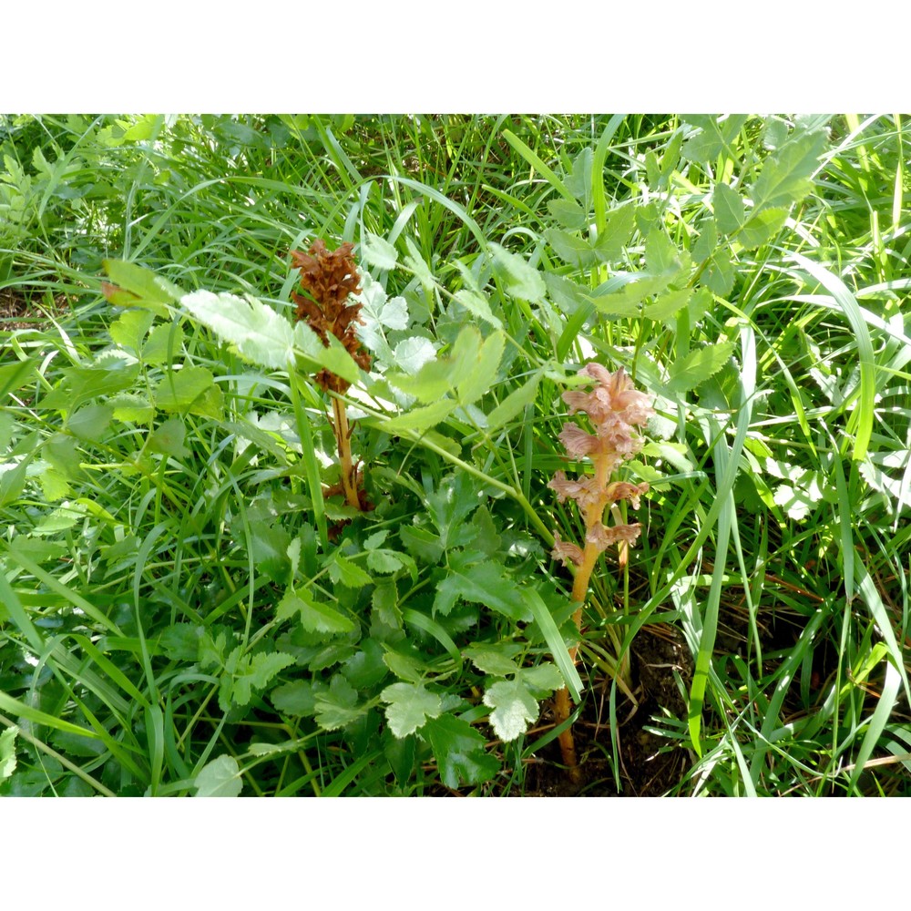 orobanche alsatica kirschl.