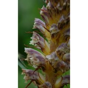 orobanche amethystea thuill.