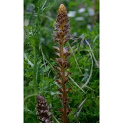 orobanche amethystea thuill.