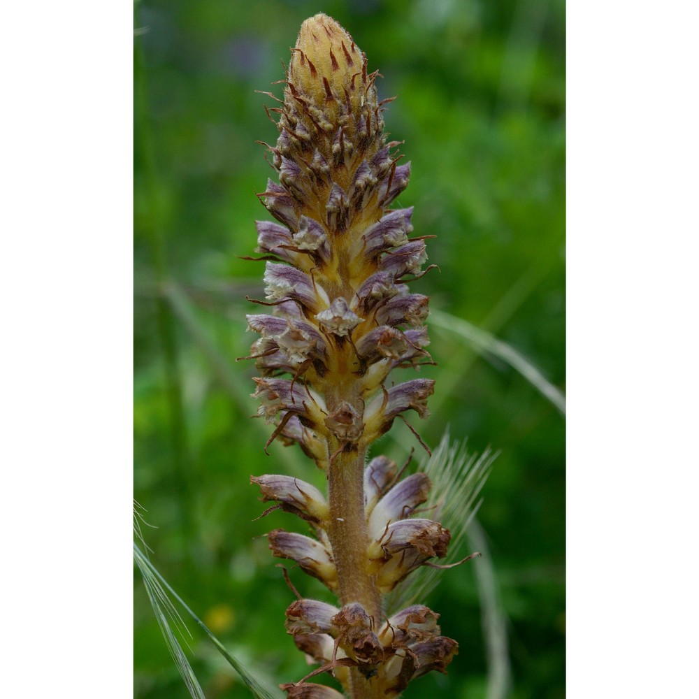 orobanche amethystea thuill.