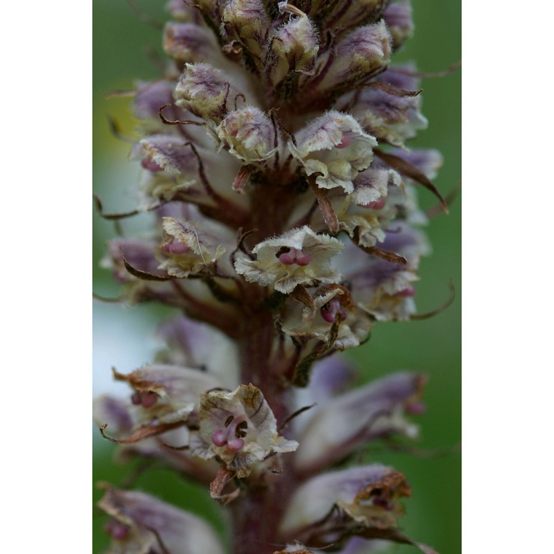 orobanche amethystea thuill.