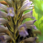 orobanche arenaria borkh.