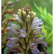 orobanche arenaria borkh.