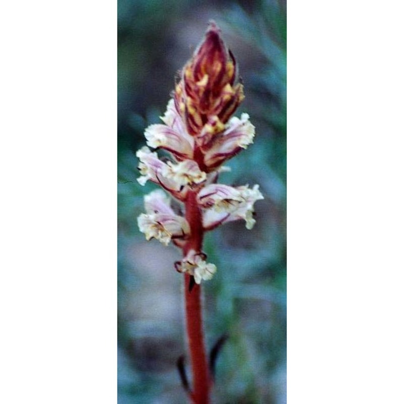 orobanche artemisiae-campestris gaudin