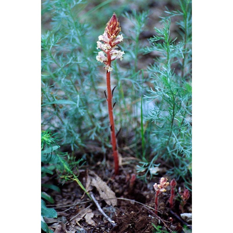 orobanche artemisiae-campestris gaudin