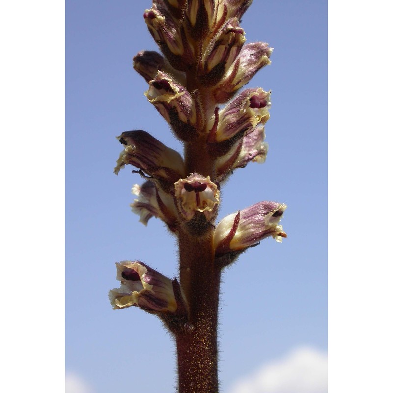 orobanche australis moris ex bertol.