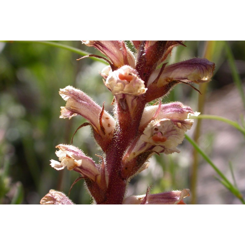 orobanche canescens c. presl