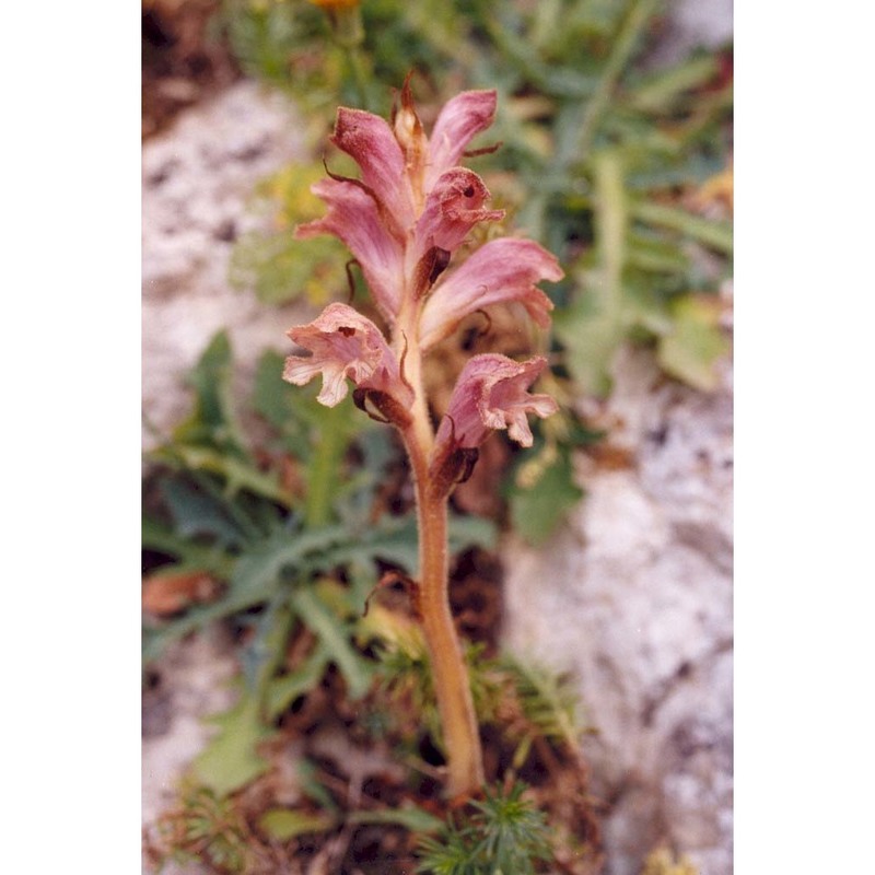 orobanche caryophyllacea sm.