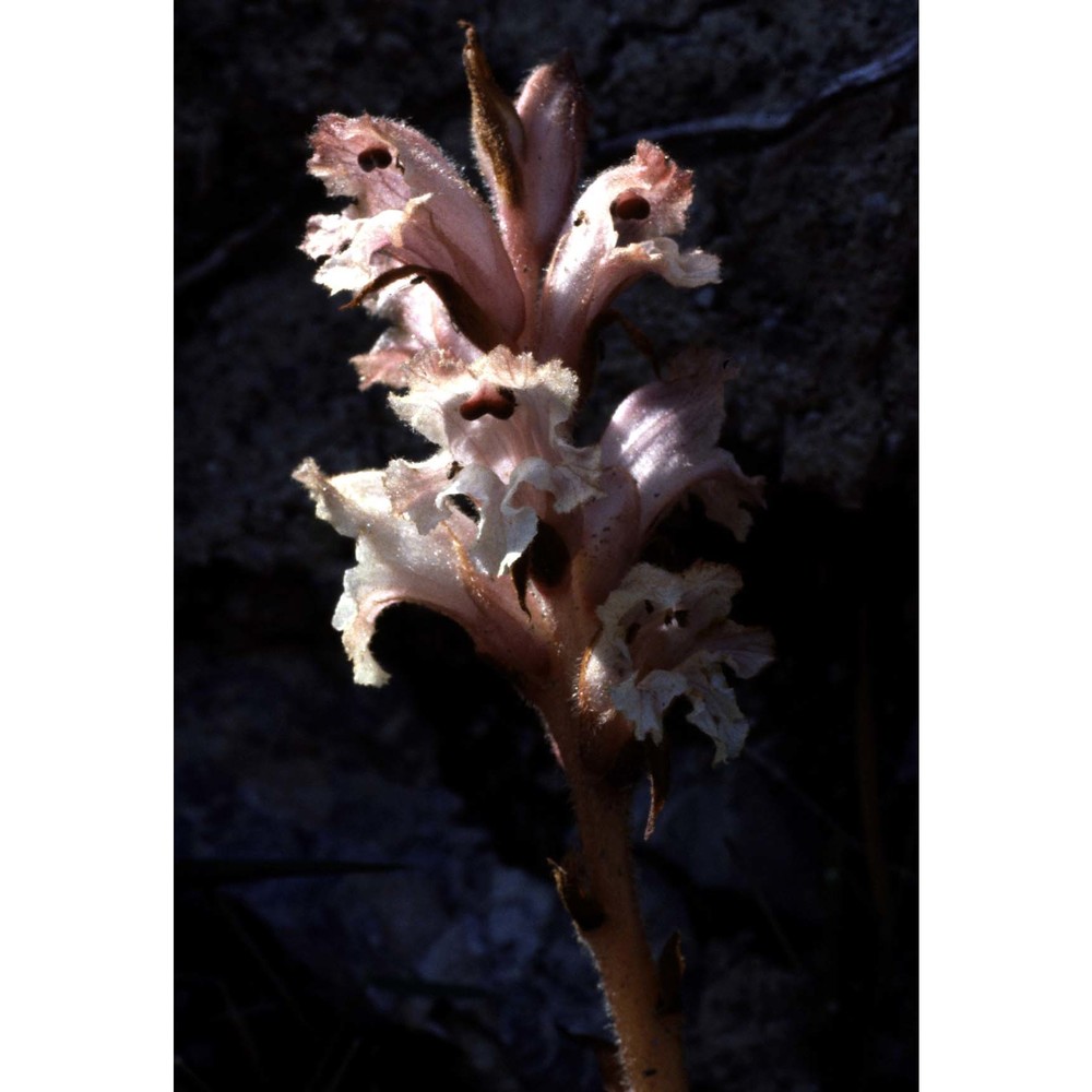 orobanche caryophyllacea sm.