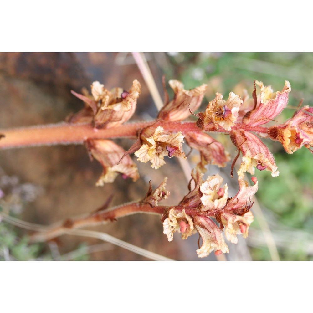 orobanche caryophyllacea sm.