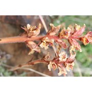 orobanche caryophyllacea sm.