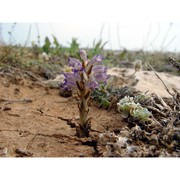 orobanche cernua loefl.