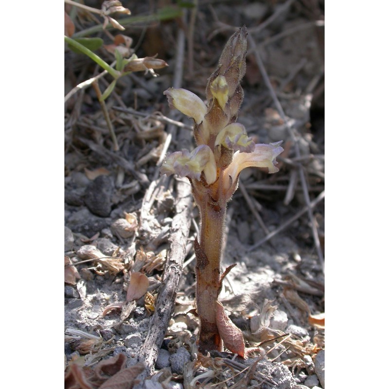 orobanche cernua loefl.