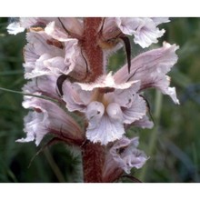 orobanche crenata forssk.