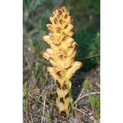 orobanche denudata moris