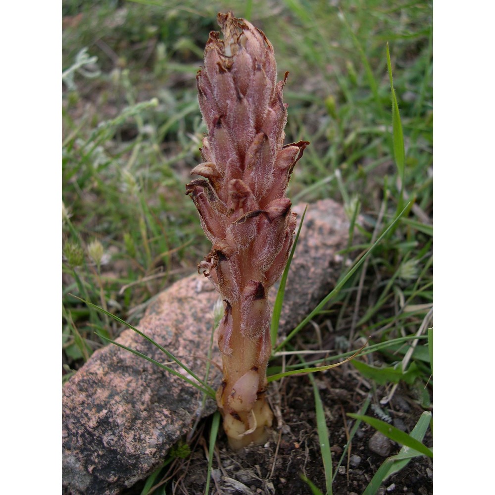 orobanche denudata moris