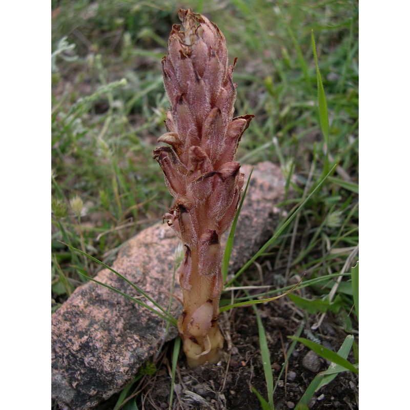 orobanche denudata moris