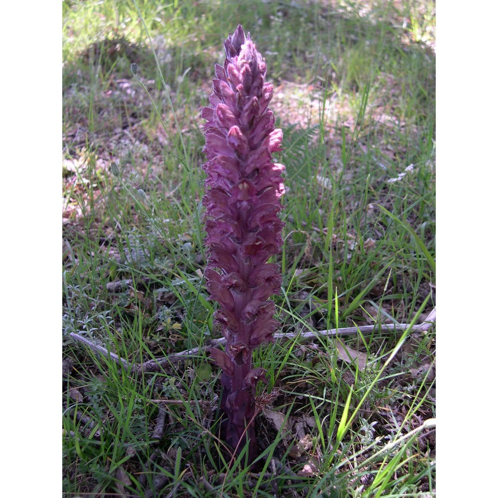 orobanche denudata moris