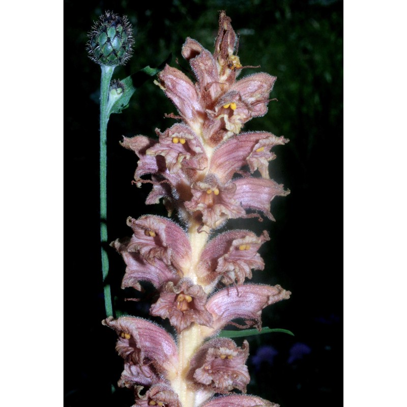 orobanche elatior sutton