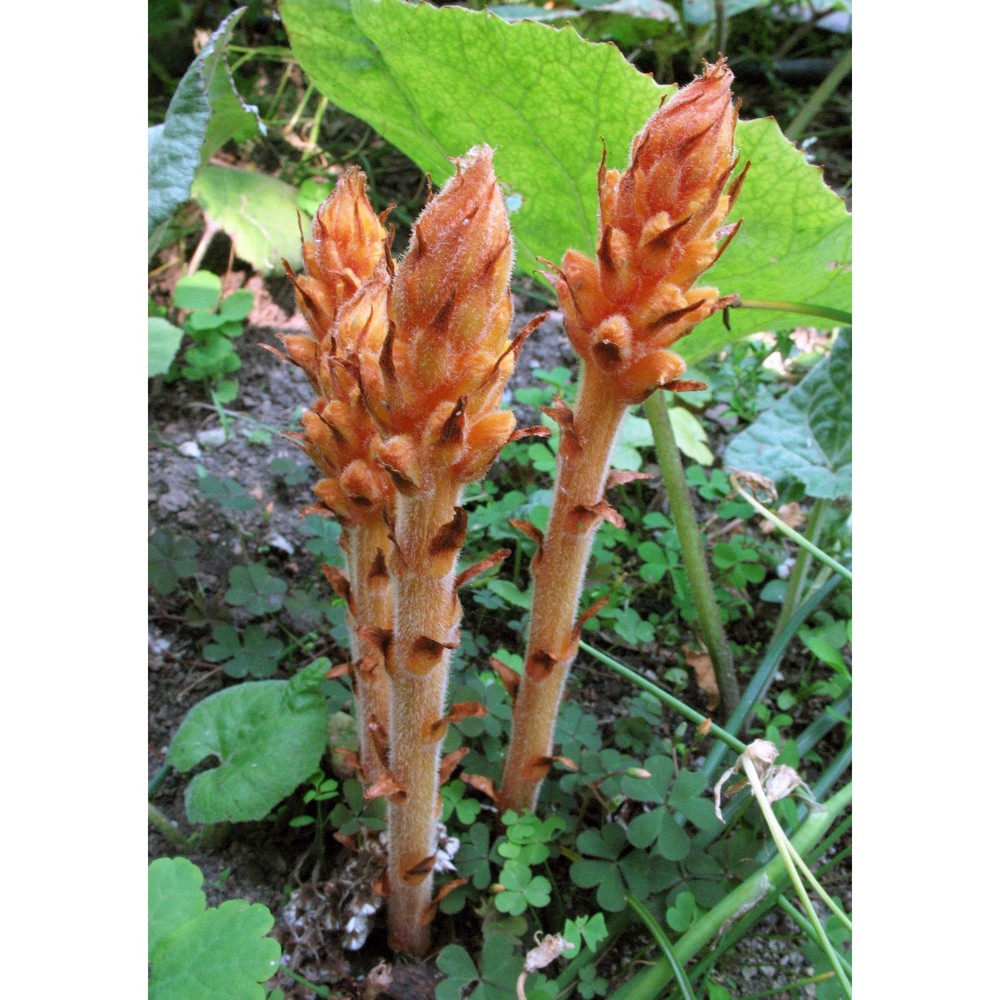 orobanche flava mart. ex f. w. schultz