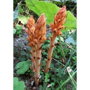orobanche flava mart. ex f. w. schultz