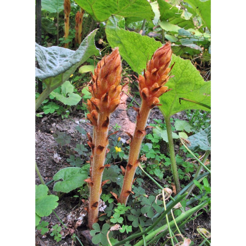 orobanche flava mart. ex f. w. schultz