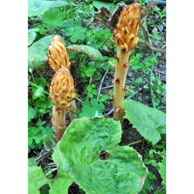 orobanche flava mart. ex f. w. schultz