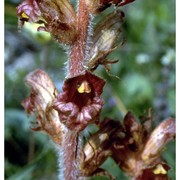 orobanche gracilis sm.