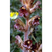 orobanche gracilis sm.