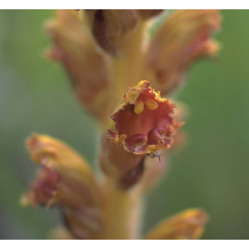 orobanche gracilis sm.