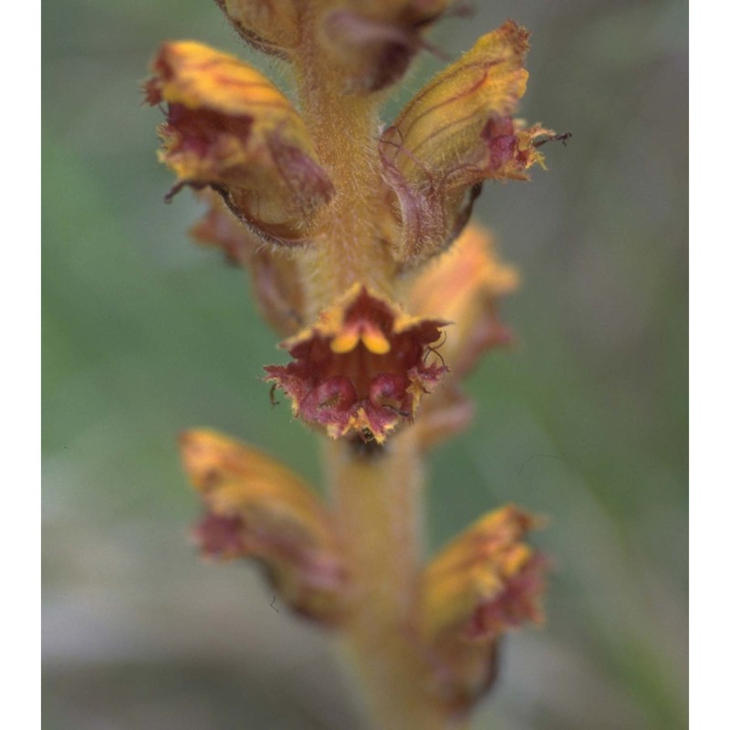 orobanche gracilis sm.