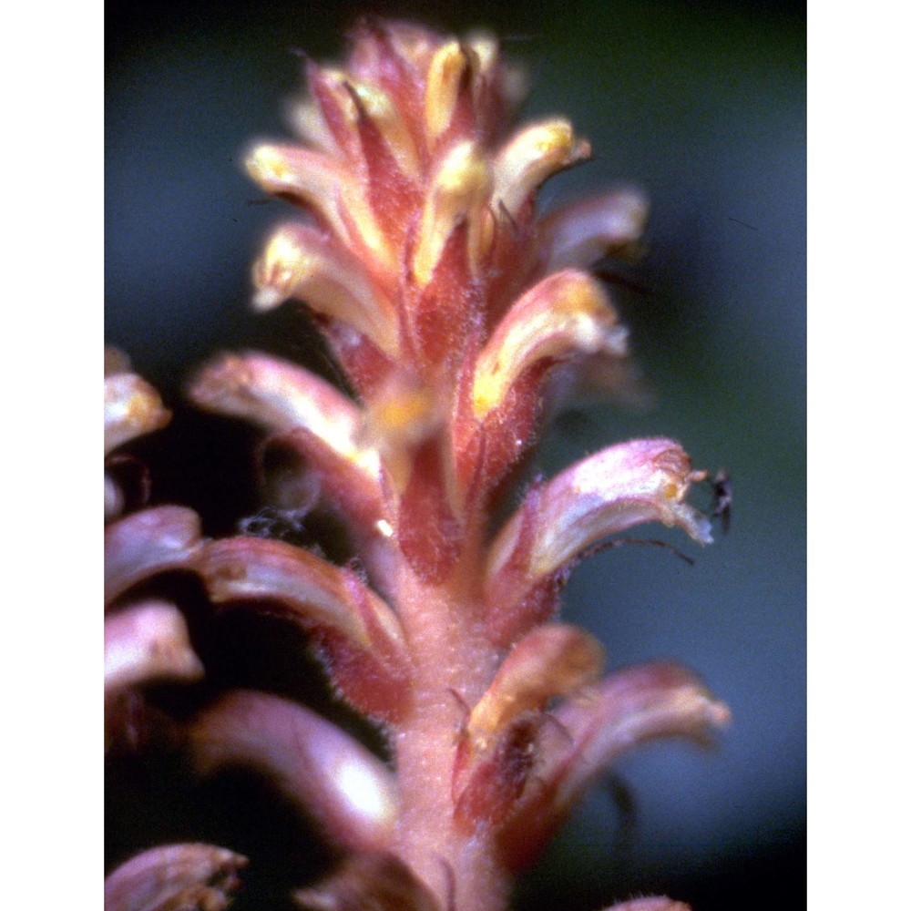 orobanche hederae duby