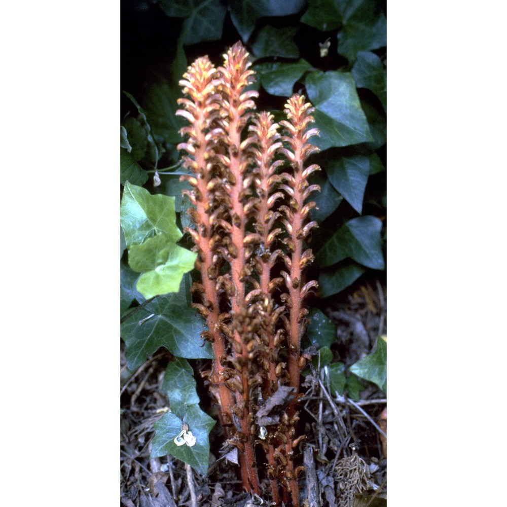 orobanche hederae duby