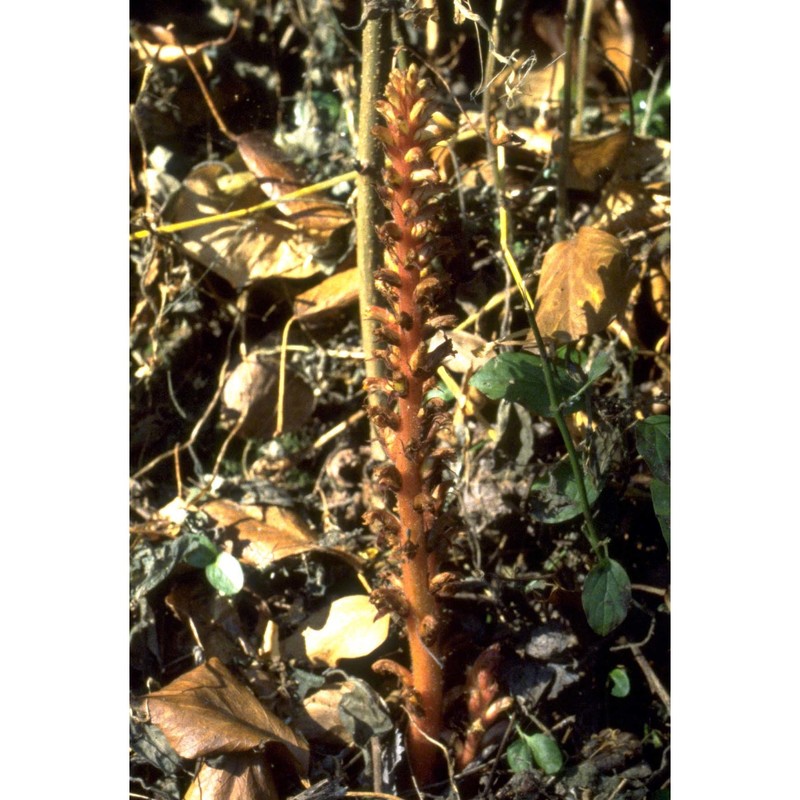 orobanche hederae duby