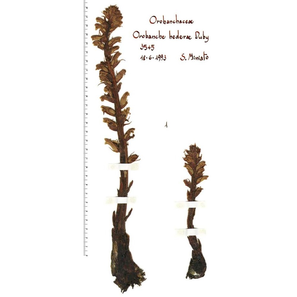 orobanche hederae duby