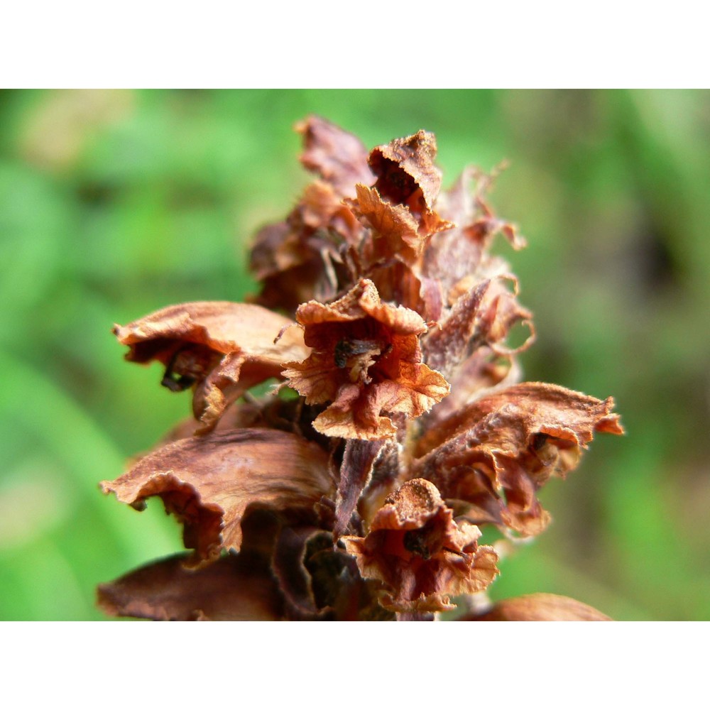 orobanche laserpitii-sileris reut.