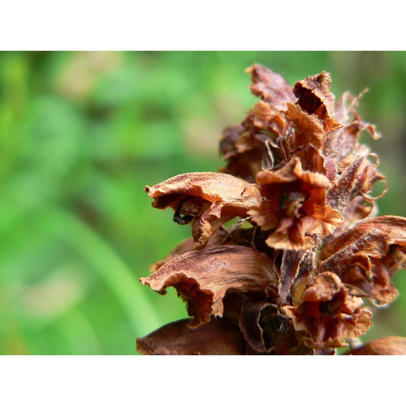 orobanche laserpitii-sileris reut.