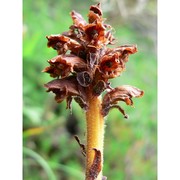 orobanche laserpitii-sileris reut.