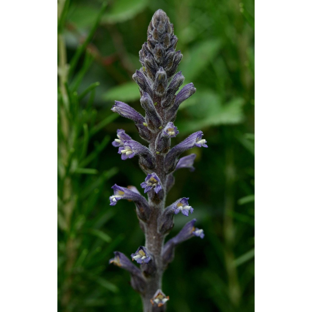 orobanche lavandulacea rchb.