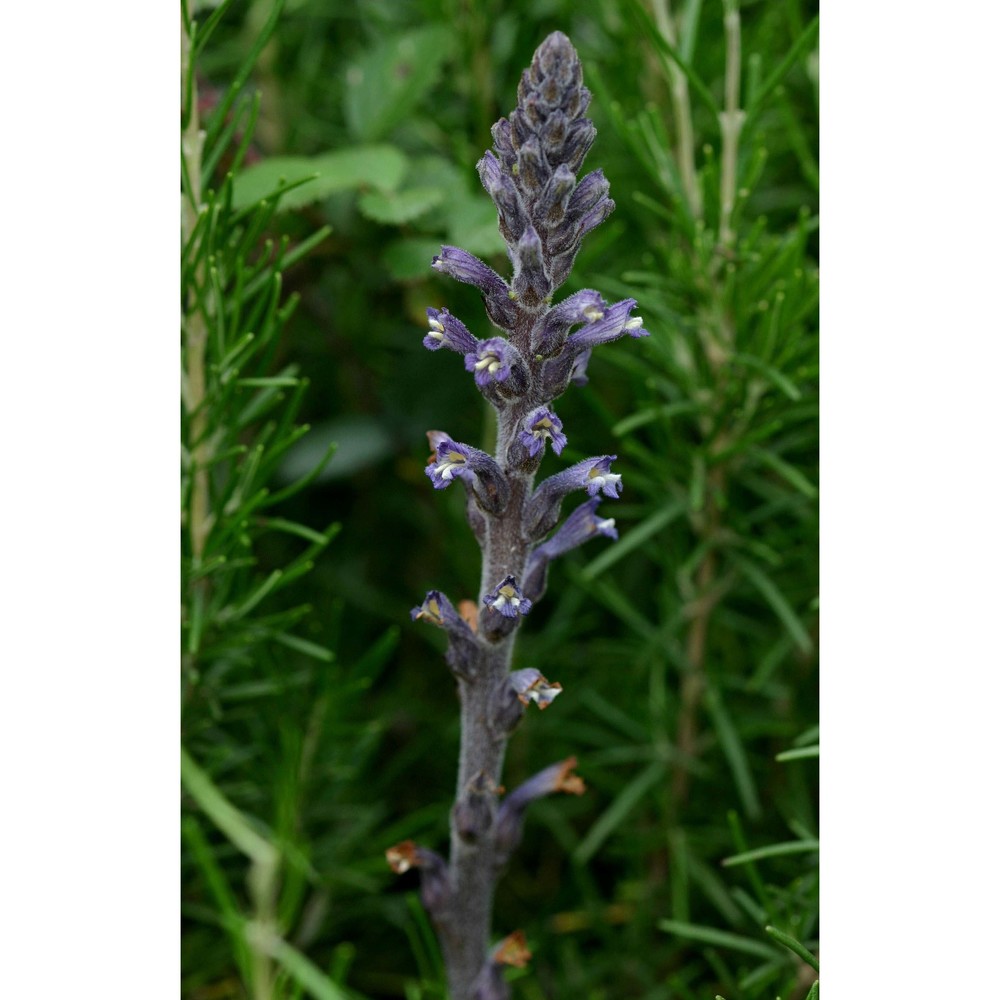 orobanche lavandulacea rchb.