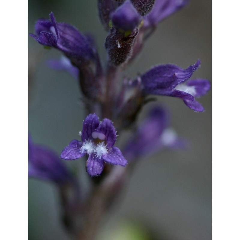 orobanche lavandulacea rchb.