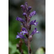 orobanche lavandulacea rchb.