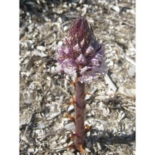 orobanche litorea guss.