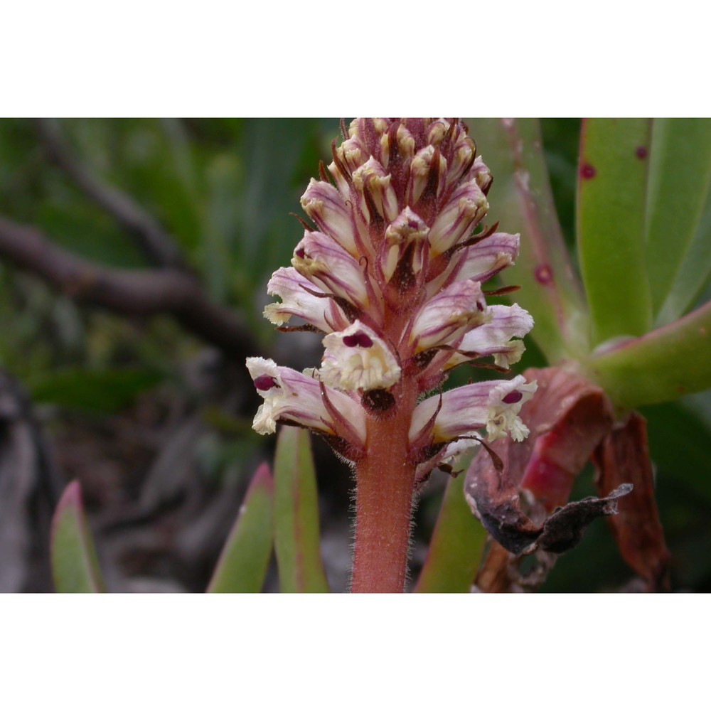 orobanche litorea guss.