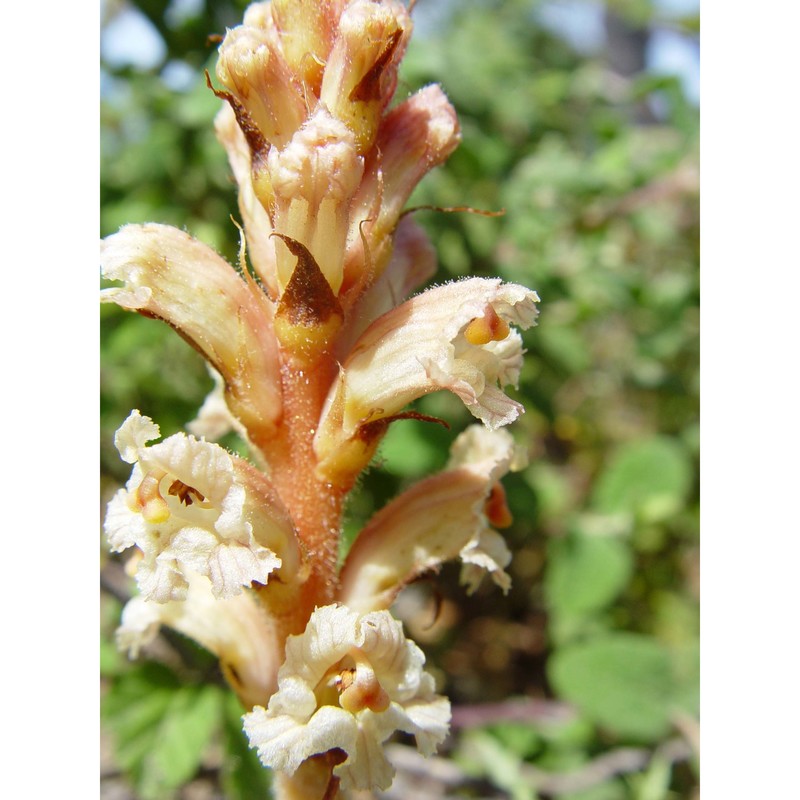 orobanche litorea guss.