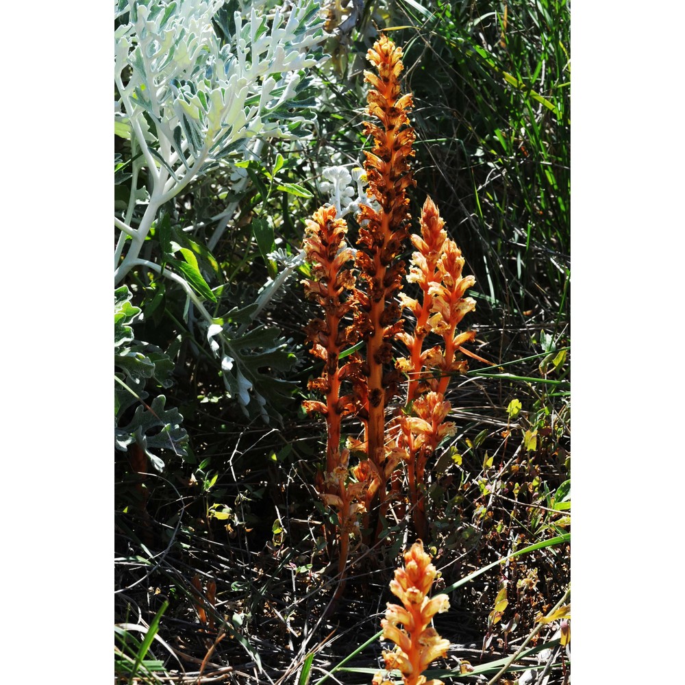 orobanche litorea guss.