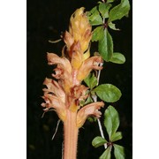 orobanche lucorum a. braun ex koch