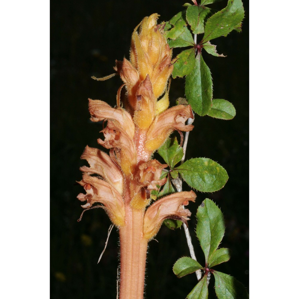 orobanche lucorum a. braun ex koch