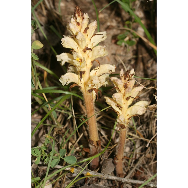 orobanche lutea baumg.