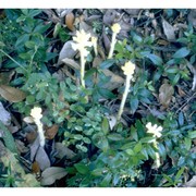 orobanche lutea baumg.